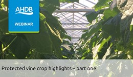 Protected vine crops highlights – part one